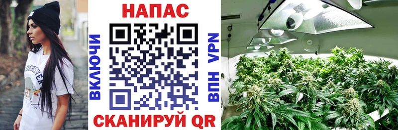 Каннабис сатива  Макарьев 